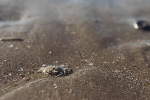 small crab in the wet sand on the seashore close-up.splash for the background with a place for an inscription. High quality photo