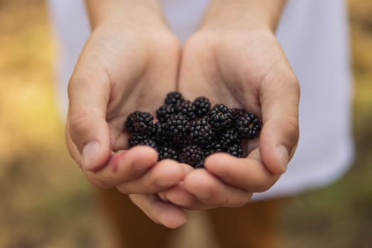 A child holds a shaped freshly picked blackberry in his hands.Close-up of a shiny freshly picked blackberry. High quality photo