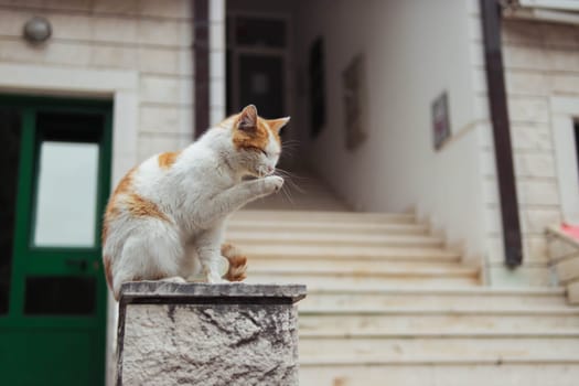 a homeless cat of white-red color sits on the railing near the entrance to the houses. High quality photo