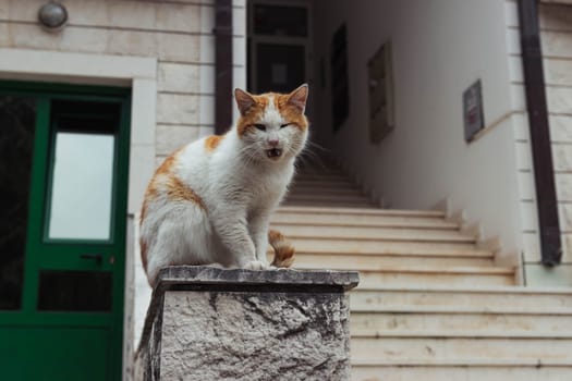 a homeless cat of white-red color sits on the railing near the entrance to the houses. High quality photo