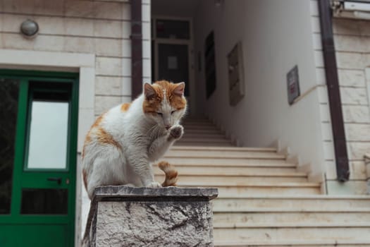 a homeless cat of white-red color sits on the railing near the entrance to the houses. High quality photo