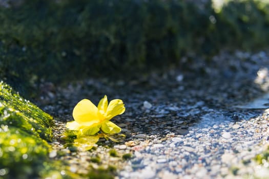 Mountain water flowing with green moss and a yellow flower lies in the water, an alpine source of fresh clean water. High quality photo