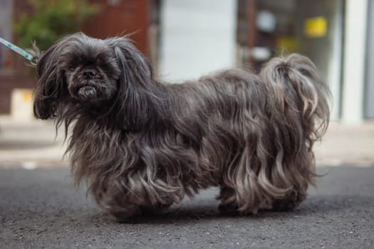 a small dog of gray color is isolated on a light background, close-up. A beautiful domestic dog, walks along the street. High quality photo