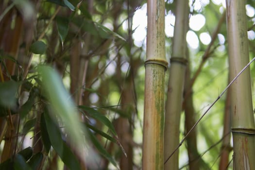 green bamboo close-up from the left there is a place for an inscription. High quality photo