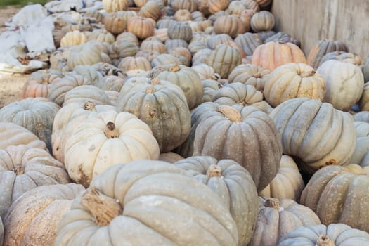 A lot of pumpkins at an open farmer's market.close-up there is a place for an inscription. High quality photo