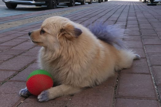 a small brown dog plays a red-green ball on the street looks away close-up. High quality photo