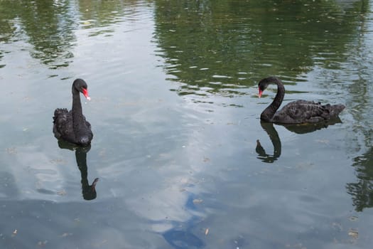 two beautiful black swans swim in the lake, swans close up . High quality photo