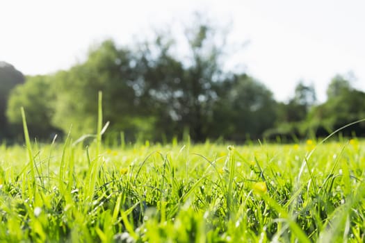 green grass in the park close-up.Beautiful landscape. High quality photo