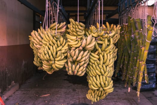 many ripe bananas hanging indoors, plucked for sale to people. High quality photo