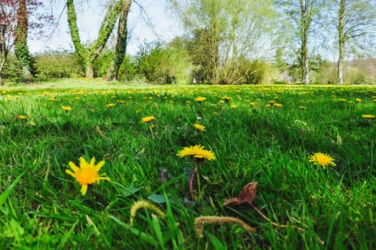 green grass and yellow flowers in the park close-up.Beautiful landscape. High quality photo