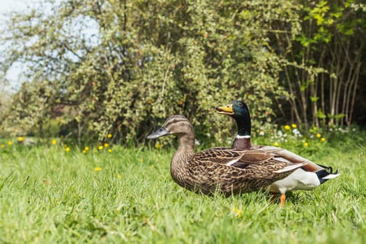 Colorful two ducks in spring on green grass stand .Beautiful landscape. High quality photo