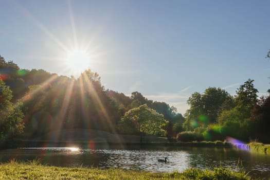 a large lake with fish in the park a beautiful landscape and a lot of green grass around in the background green trees. High quality photo duck swimming in the lake