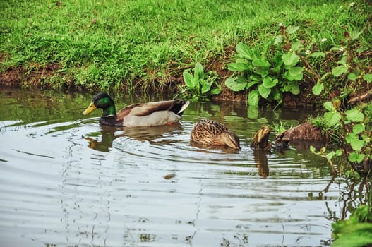 ducks swim on the lake in the park close-up.Beautiful landscape there is a place for an inscription. High quality photo