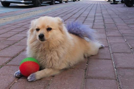 small brown dog playing with a red-green ball in the street. High quality photo
