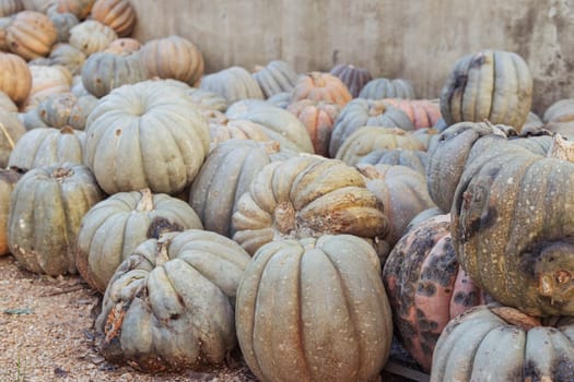 a lot of spoiled pumpkins on the street.close-up there is a place for an inscription. High quality photo