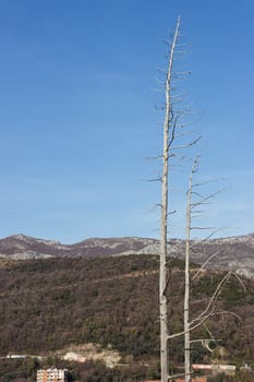 view from a height of the mountains, green mountains around. A beautiful landscape of nature has a place for an inscription. Two trees without leaves in the foreground. High quality photo