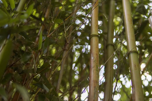 green bamboo close-up from the left there is a place for an inscription. High quality photo