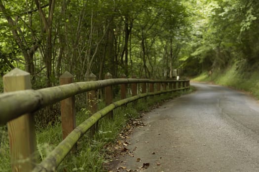 path for walking in the park between green trees for outdoor activities in the park. High quality photo