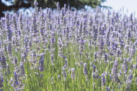 Purple lavender field in France A beautiful image of lavender against the backdrop of a summer sunset. High quality photo