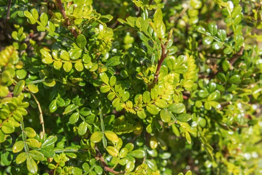 green wall close-up.Background for a screensaver with a place for an inscription. High quality photo