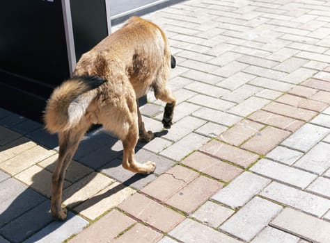 a homeless dog walks around the city, looking for food and rest. rear view. High quality photo