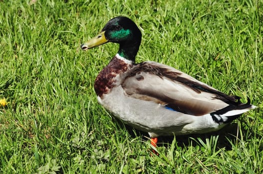 Close-up of a male duck or mallard against a background of green grass. High quality photo