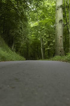 path for walking in the park between green trees for outdoor activities in the park. High quality photo