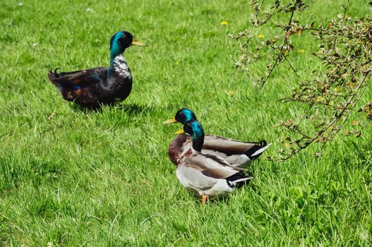 Colorful three ducks in spring on green grass stand .Beautiful landscape with birds. High quality photo