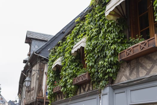 green plants grow on the facade of the house and protect from the sun. High quality photo