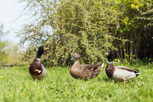 Colorful three ducks in spring on green grass stand .Beautiful landscape with birds. High quality photo