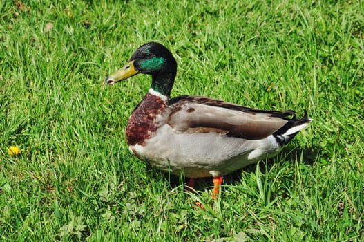 Close-up of a male duck or mallard against a background of green grass. High quality photo