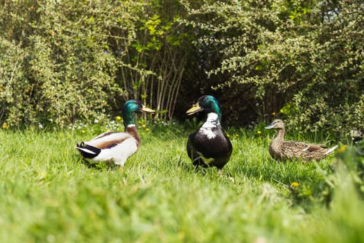 Colorful three ducks in spring on green grass stand .Beautiful landscape with birds. High quality photo