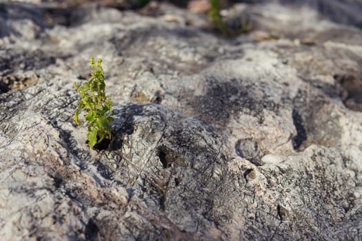 a flower grows in stone, the revival of a new life close-up, there is a place for an inscription. High quality photo