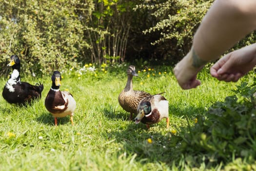 A young girl feeds ducks with white bread on a green grassy field by the lake. High quality photo