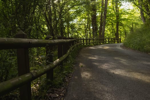 trail in the park for hikers and hikers between green trees. High quality photo