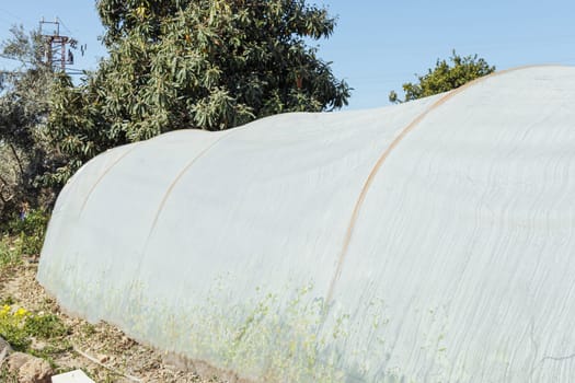 greenhouse in the yard. Greenhouse on the site. private garden close up. High quality photo