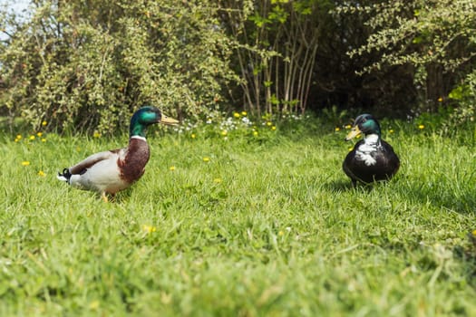 Colorful two ducks in spring on green grass stand .Beautiful landscape. High quality photo