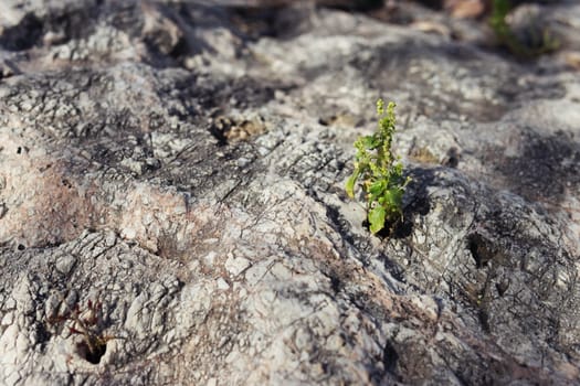 green flower in the crack of an old stone slab - the concept of rebirth, faith, hope, new life, eternal soul. High quality photo