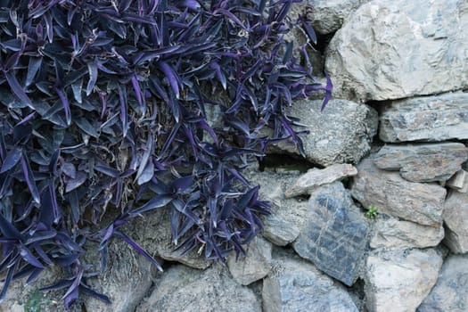 Close-up of a young purple plant starting to grow between rocks in spring. The beginning of a new concept of life. High quality photo. High quality photo