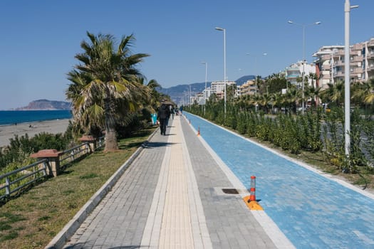 A blue cycle path and a path for pedestrians. Around the green trees and palm trees on the seashore. High quality photo