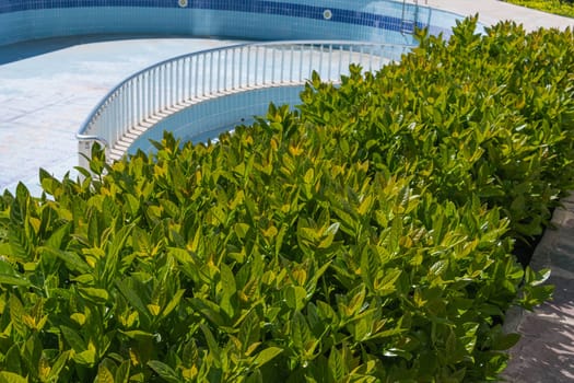 Green hedge or wall of green leaves on the background of the pool, with clipping path, green bush, garden or park. High quality photo