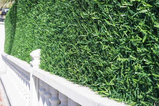 Green hedge or wall of green leaves, with clipping path, green bush, garden or park. close-up High quality photo. High quality photo