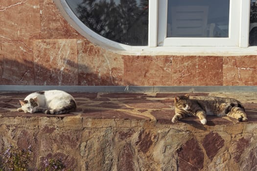 domestic cats lie on a tile in the sun in the yard are heated. High quality photo