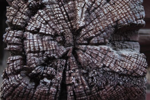 Stump of an old tree in the forest close up. High quality photo