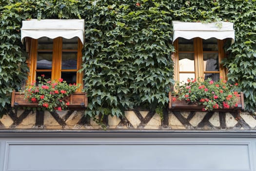 green plants grow on the facade of the house and protect from the sun. High quality photo