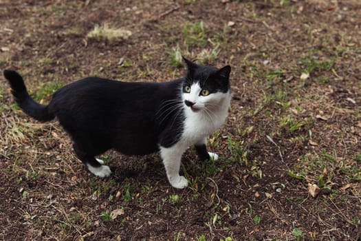 close-up of a black and white cat that walks in the park. High quality photo