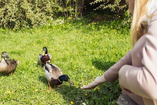 A young girl feeds ducks with white bread on a green grassy field by the lake. High quality photo