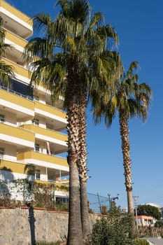 Palms. Sunlight on a palm tree full of coconuts with other trees in the background under a blue sky. High quality photo