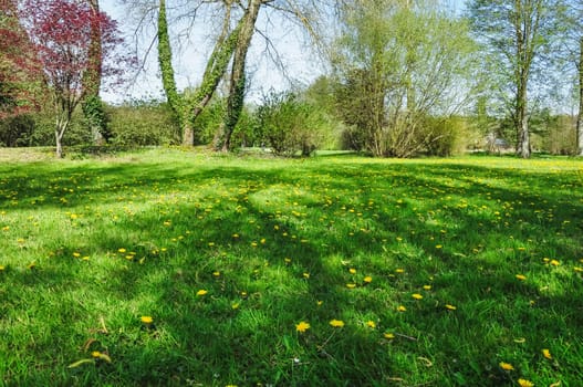 Beautiful meadow and tree in the park, green grass in the city park.Beautiful landscape and background. High quality photo