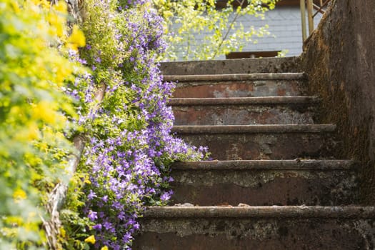 an old staircase in the yard covered in green plants and purple flowers on the side of the stairs. High quality photo